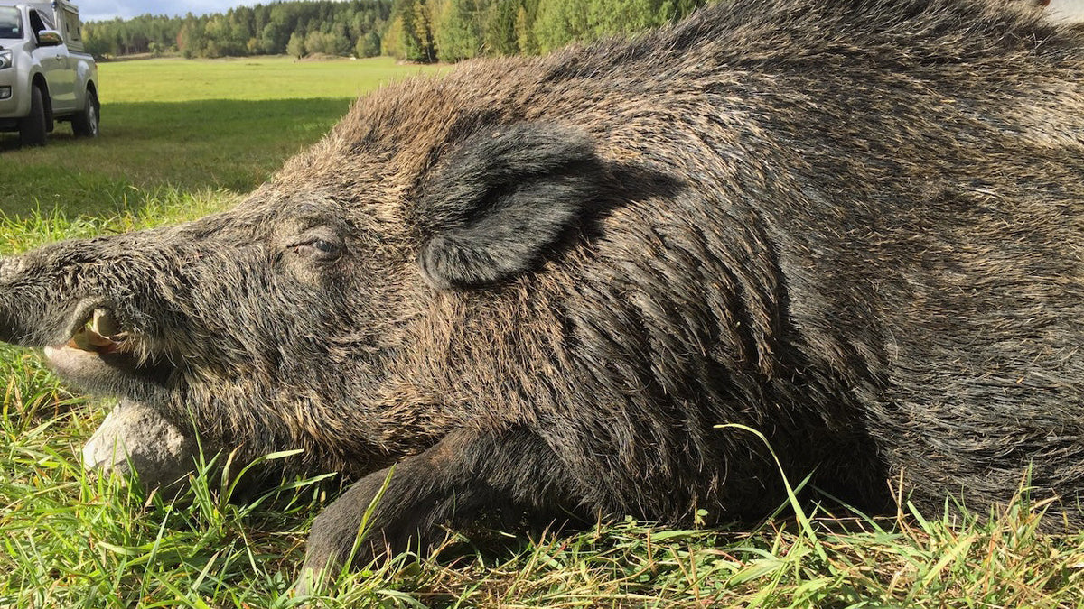 Wild boar on a grass field