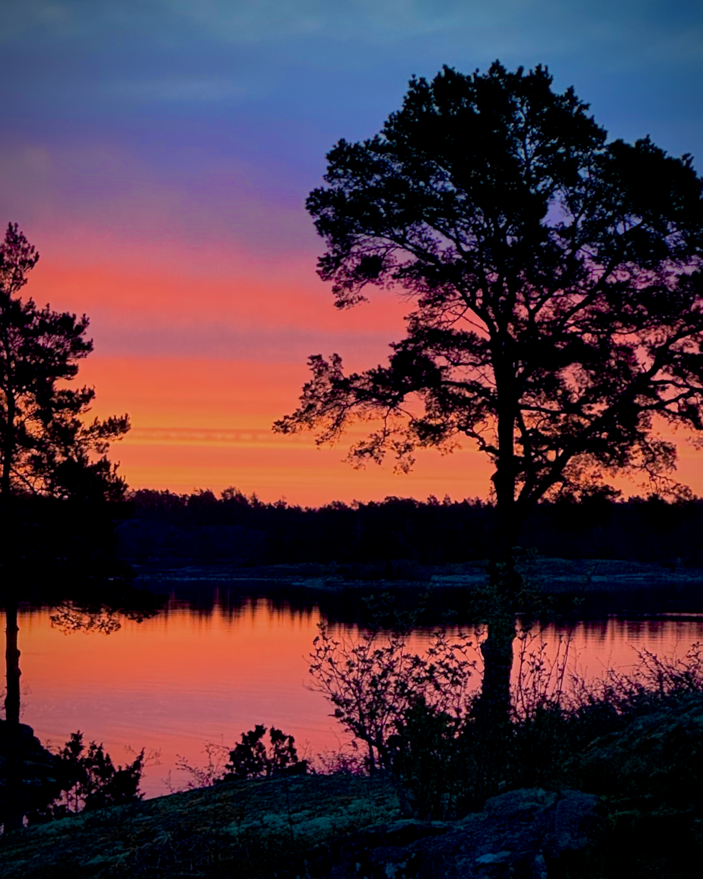 Silhouettes of trees at sunset over a lake in Sweden