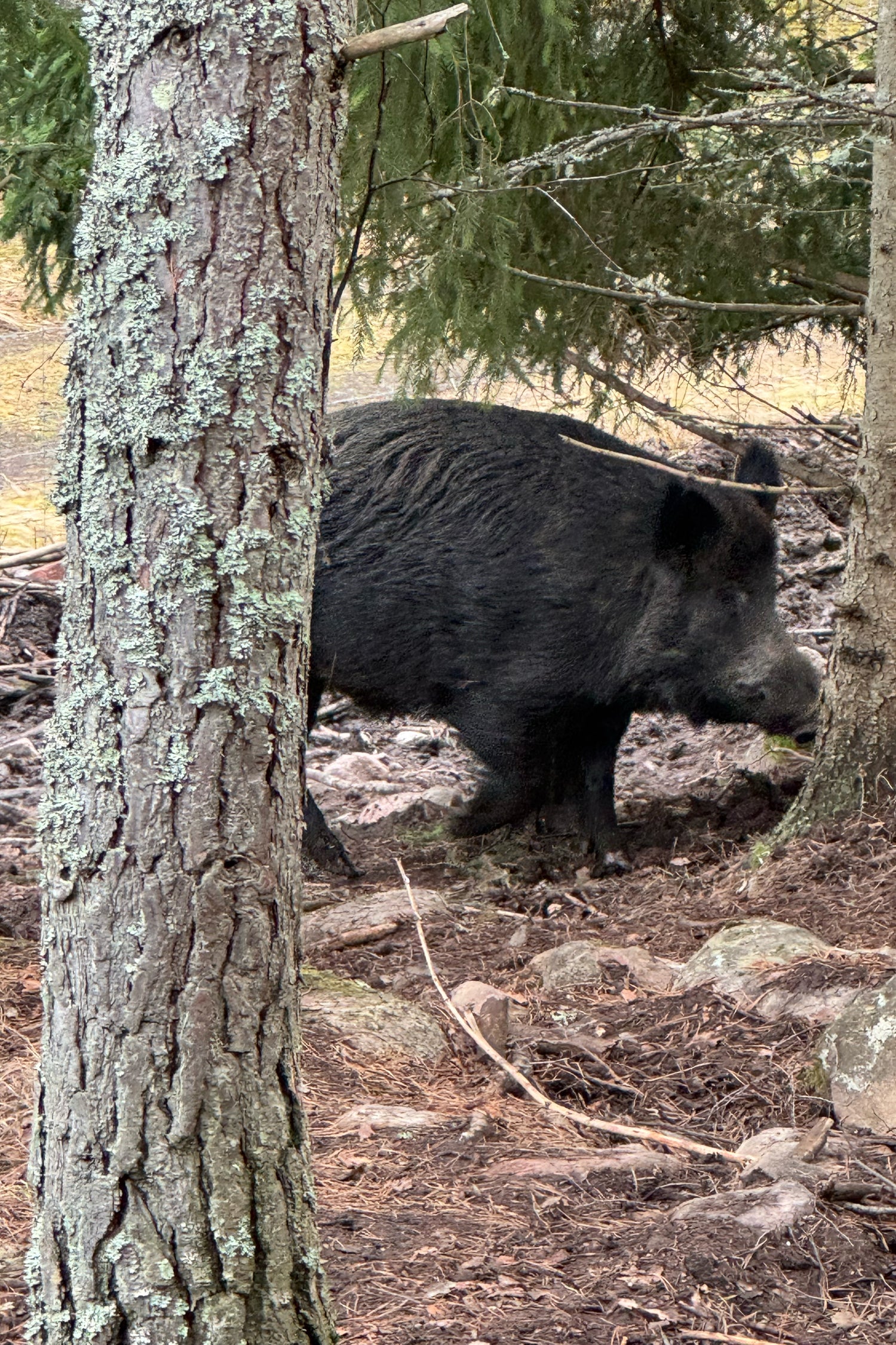 Wild boar in a forest setting to emphasize locally produced meat